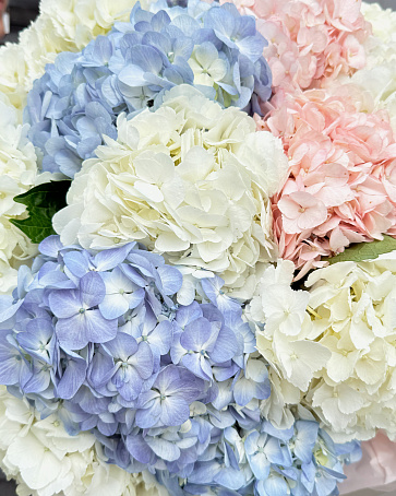Пастельный микс из 9 гортензий