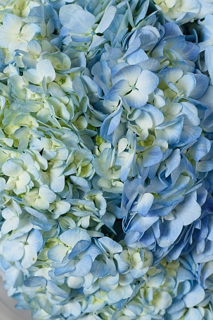 Букет 11 Гортензий голубых